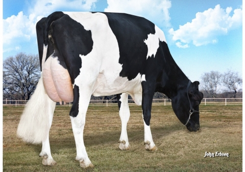 Morningview Super Roxy EX-90_Tataravó de Wifi1.jpg