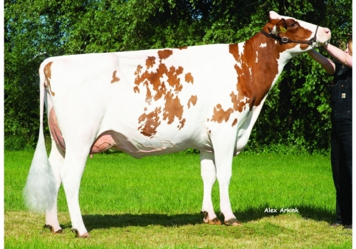 MW-Flora-Red ET VG-86_Mãe de Wifi.jpg