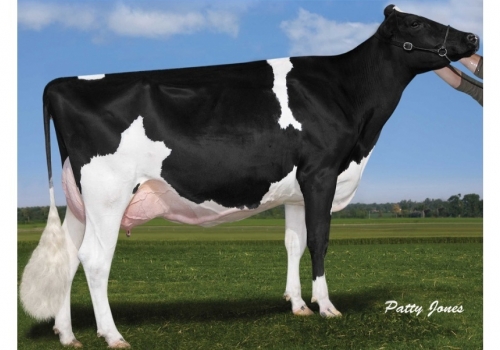 Comestar Goldwyn Lilac VG-89_Bisavó de Zeta.jpg