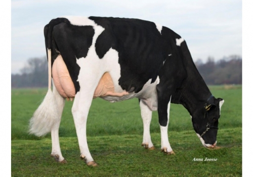 Lilly P RC P ET_Mãe de Zeta_1.jpg