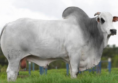 Dulldog_pai do Durex