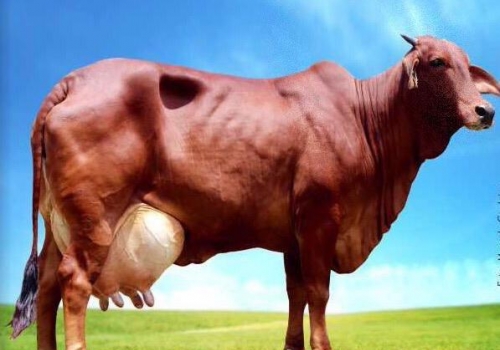 Aspirina_mãe do Lobo