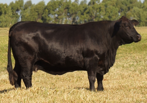 STA CRUZ F862_mãe do Magnum FIV