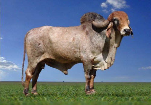 Lácteo TE Cal. _pai do Mecenário