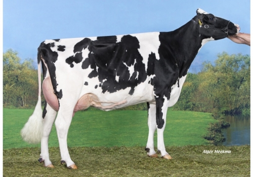 Doorman_Koepon-Door-Classy-161 - Tataravó de Belako.jpg