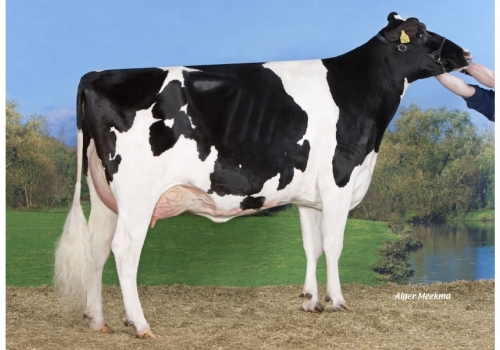 Lawn-Boy_Koepon-Lboy-Classy-59 - As Origens de Belako.jpeg