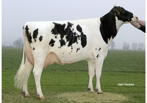 Shottle_Koepon-Shot-Classy-17_2nd - As origens de Belako.jpg