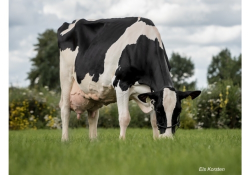 Snowman_Koepon-Snow-Classy-97_front - Tataravó de Belako.jpg