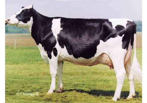Dixie-Lee_Aspen-et_EX-92_as origens de Comanche.jpg