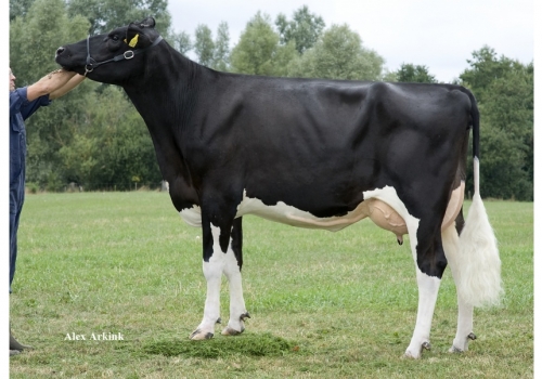 Etaregge-Arroyo-A-Maribel_VG-87_Tataravó de Comanche.jpg