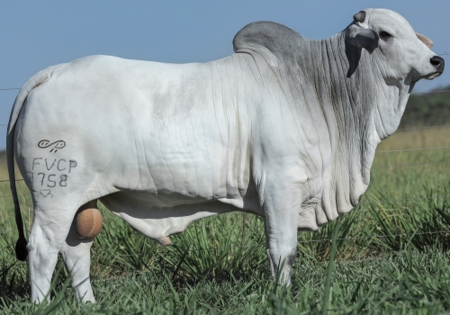 Bola 8 (1758 FIV FVC)