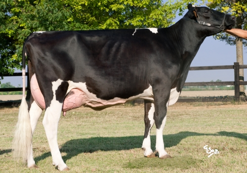 ALL NURE ELEGANT BULLESTAR EX-90 – 4ª MÃE DE EAGLE.jpg