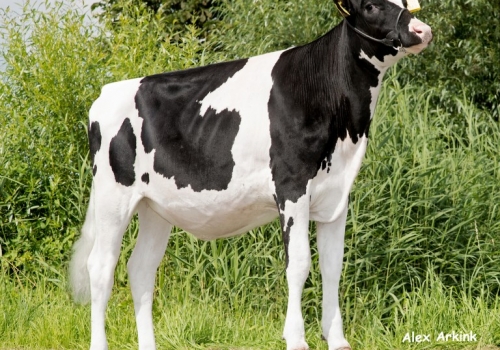 DG ALBERO ELISE - MÃE DE EAGLE.jpg