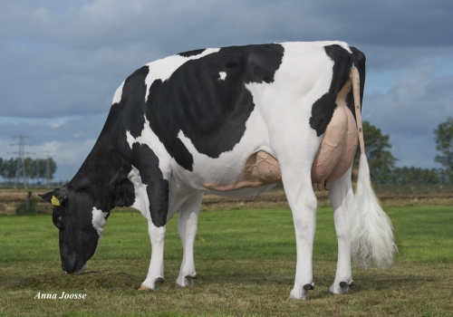 DG ALBERO ENRICA MB-88 – IRMÃ COMPLETA DA MÃE DE EAGLE.jpg