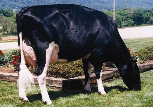 SAVAGE-LEIGH BELLWOOD LINDA EX-92 – MATRIARCA DA FAMILIA DE EAGLE.jpg