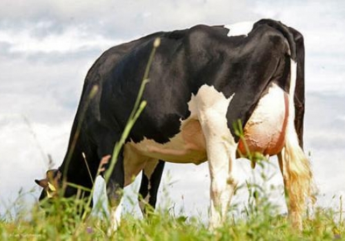 COOKIECUTTER MOM HALO-ET VG88_BISAVÓ DO HANNIBAL