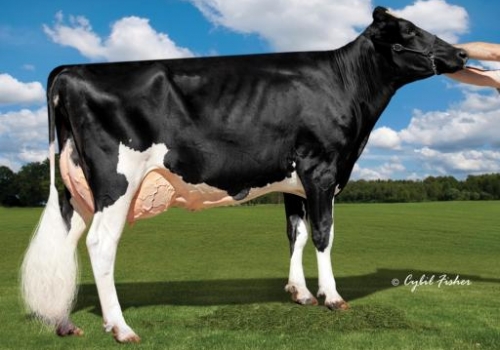 COOKIECUTTER SSIRE HAS-ET VG88_AVÓ DO HANNIBAL