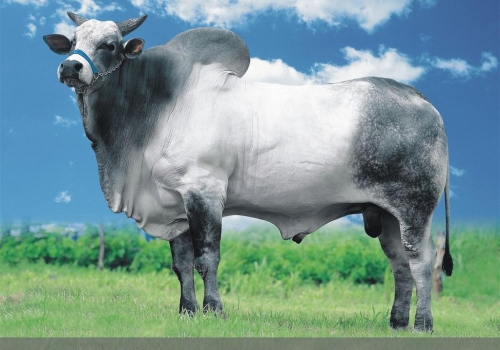 Regente da Espinho Preto