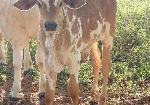 Progenie de Pincel.jpeg