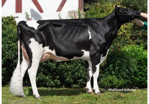 Gymnast_RHO-Bounty-779-(Bailey)_VG-86 - avó de Fakir P.jpg