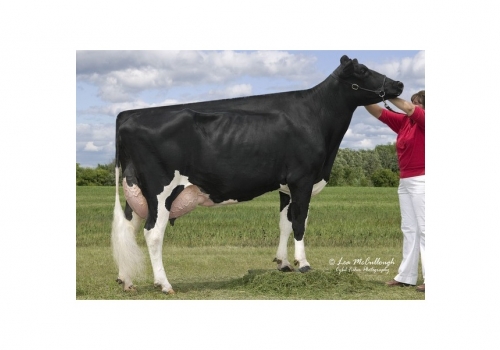 Lynch_Olmar-Lynch-Baby-Bumble - das origens de Fakir P.jpg