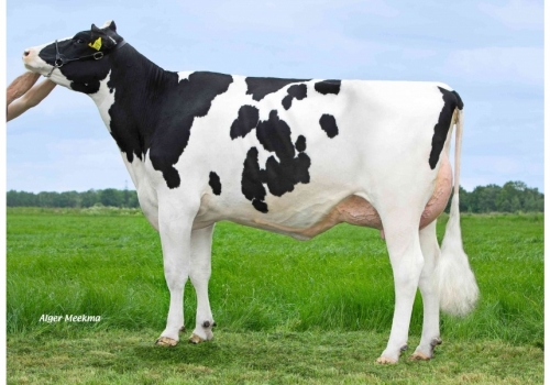 Simon-P_RHO-Bingo - mãe de Fakir P.jpg