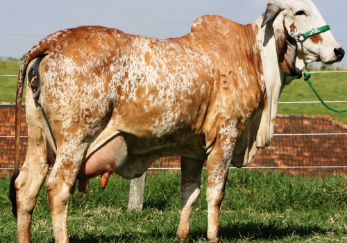 Filipina FIV Silvania - Mãe Sabino.jpg