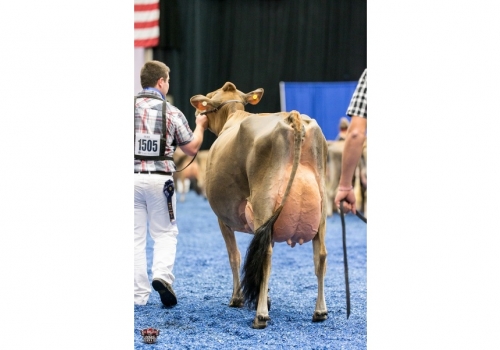 Chili-Premier-Cinema_WDE-2016 - avó de Circus.jpg