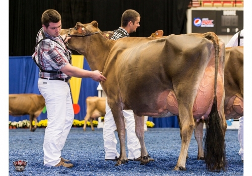 Chili-Premier-Cinema_WDE-2016_class - avó de Circus.jpg