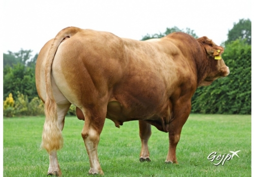 JENSUIS-PP_avô do TURCO PP (1).jpg