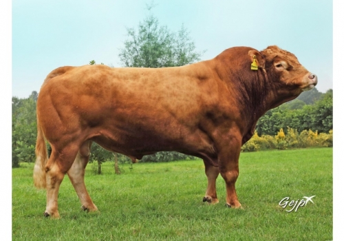 JENSUIS-PP_avô do TURCO PP.jpg