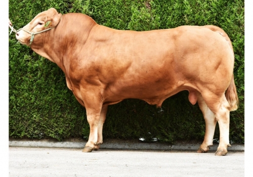 NEXILIA-PP_pai do TURCO PP.jpg