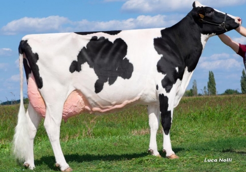 Pess-farm-bolton-nemety.jpg