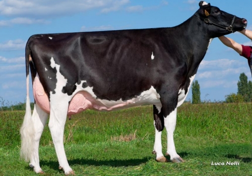 Pess-farm-goldwyn-next.jpg