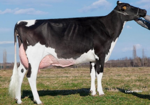 Pess-farm-goldwyn-palu.jpg