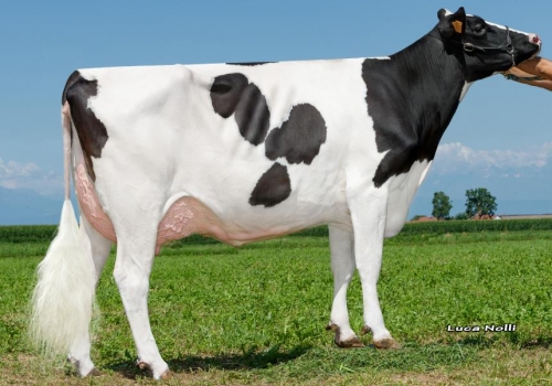 Pess-farm-mardi-gras.jpg