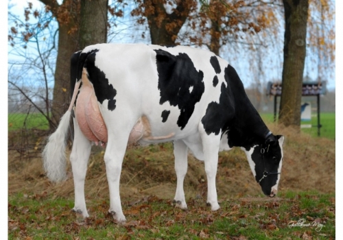 Avó de Relax_RedRock_Paebens-Jezebel_VG-86.jpg