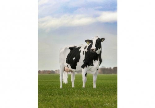 Avó de Relax_RedRock_Paebens-Jezebel_VG-86_1.jpg