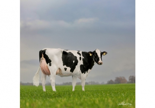 Avó de Relax_RedRock_Paebens-Jezebel_VG-86_2.jpg