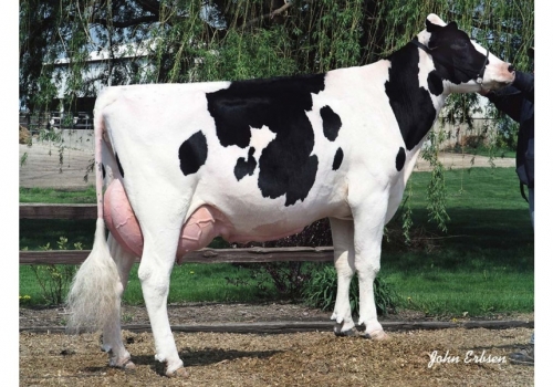 Das origens de Relax_Aaron_O-Bee-Aaron-Jinnie_EX-90_HOUSA000130006677.jpg