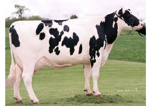 Das origens de Relax_Elton_Meier-Mead-El-Jezebel-ET_HOUSA000015459080.jpg