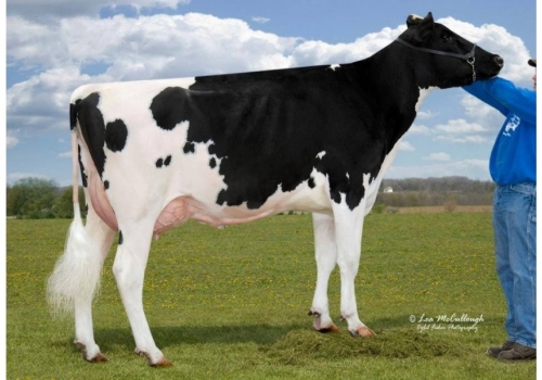 Das origens de Relax_Shottle_Miss-Shottle-Sadie_EX-93.jpg