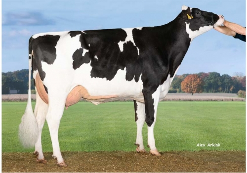 Cameron_KAX-Pocahontas_avó de Central P.jpg