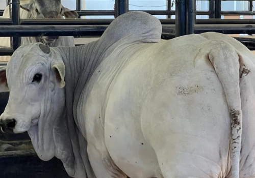 EXTRA FIV PO VC (8410)