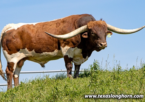 Time Line_pai do Line UP.jpg