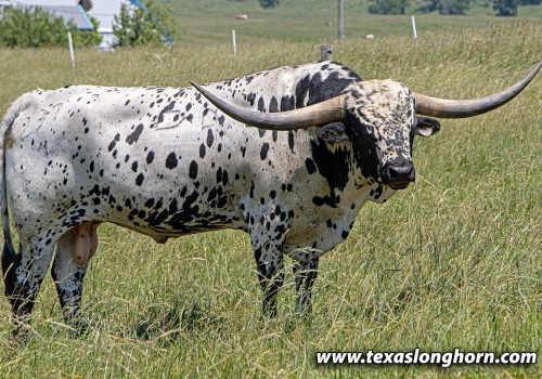 Spokesman_pai do Showman.jpg