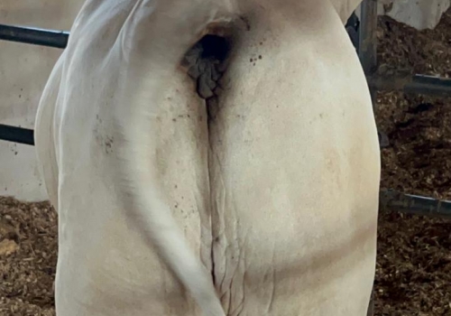 Progenie Gran Reserva