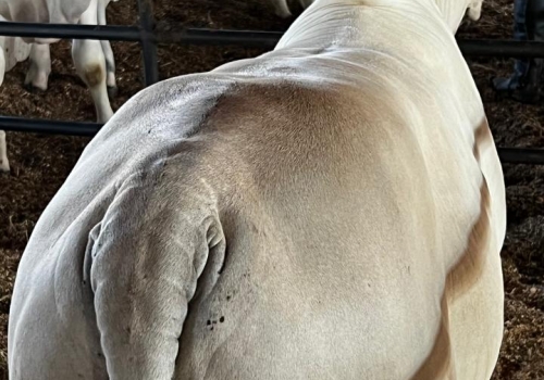 Progenie Gran Reserva