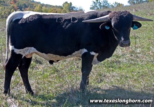 Progênie_ Jam Packed x Line Up - 2023 Bull 10-9-2024.jpg