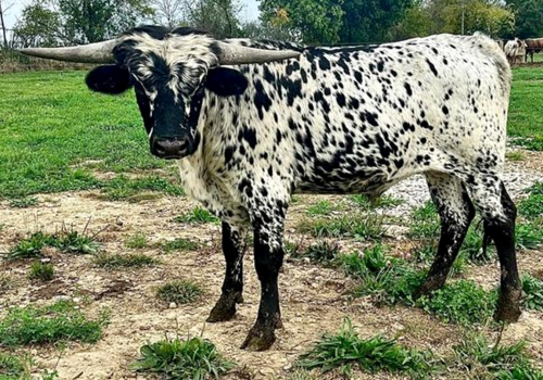 Progênie_Juma In Drag - 2023 Bull 10-6-2024.jpg